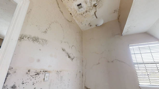 Best Dehumidification Services  in Apollo, PA