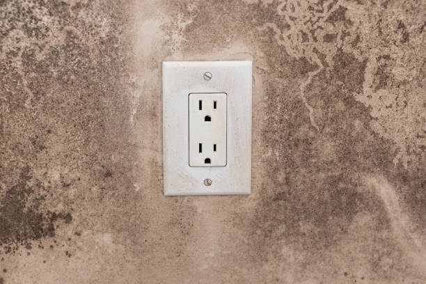 Best Black Mold Removal  in Apollo, PA