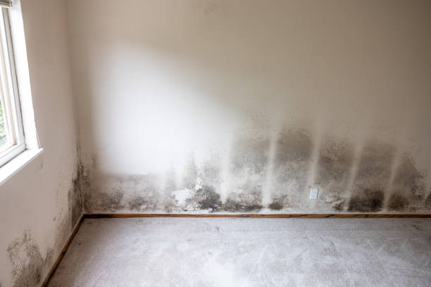 Mold Odor Removal Services in Apollo, PA
