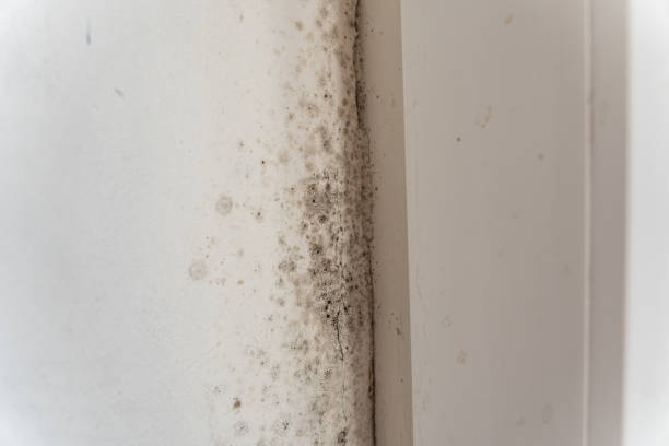 Environmental Consulting for Mold Prevention in Apollo, PA