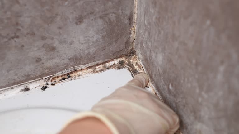 Best Mold Odor Removal Services  in Apollo, PA